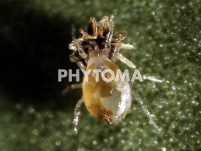 Euseius stipulatus